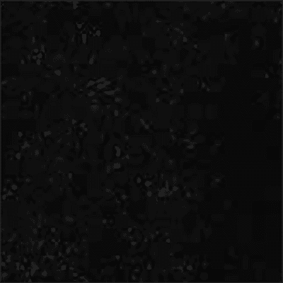 Black Velvet F